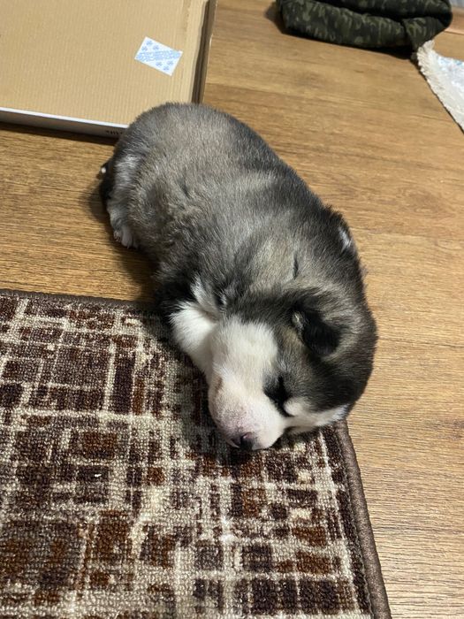 Щенок хаски 1 месяц