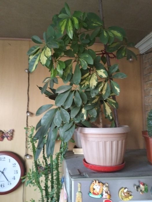 Комнатное растение Диффенбахия