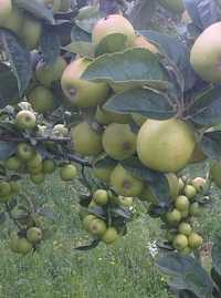 Pepiniera pomi fructiferi altoiti certificati