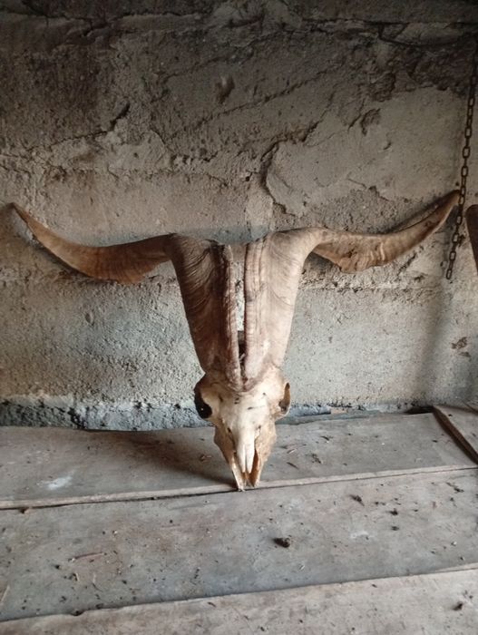 Vând trofeu pentru colecționari