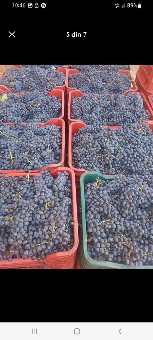 STRUGURI DE VIN – Recolta 2025