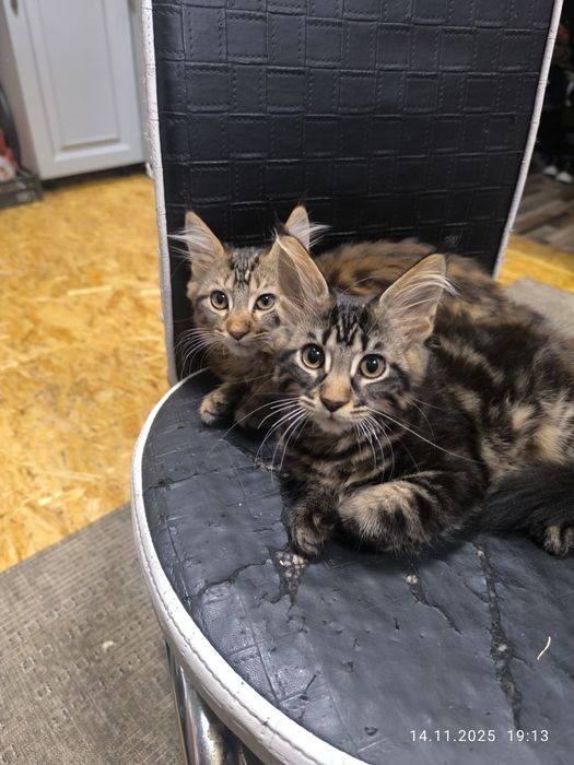 Продаётся Мэйн Кун