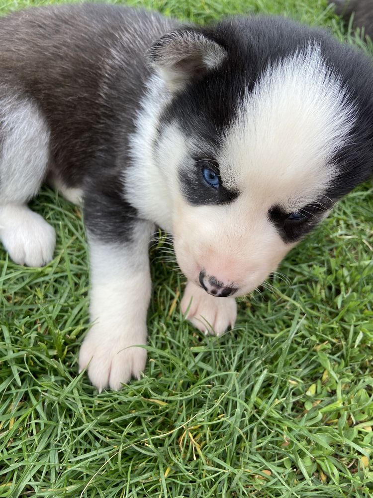 Pui Husky Siberian