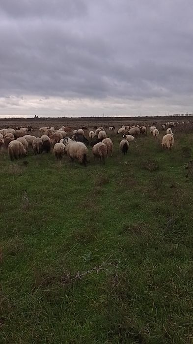 Vând oii bune sau schimb pe capre