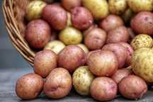 Продам дачный молодой картофель !