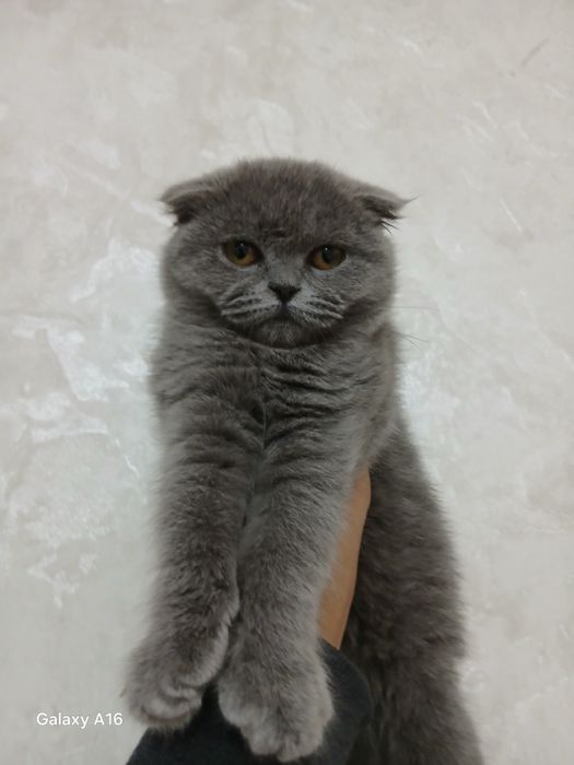 Mushuk  narx kelishiladi