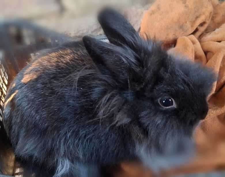 Vând iepuriță cap de leu