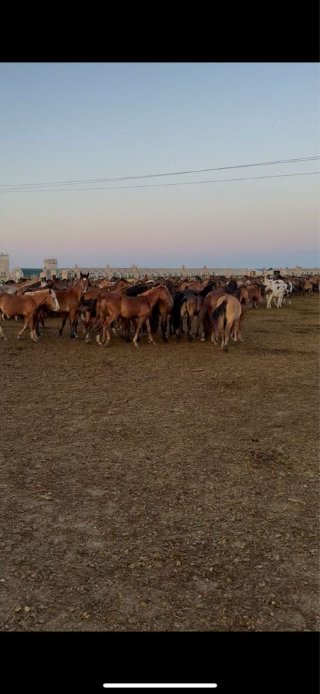 Продам табунных лошадей с жеребцом