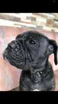 femela cane corso pui