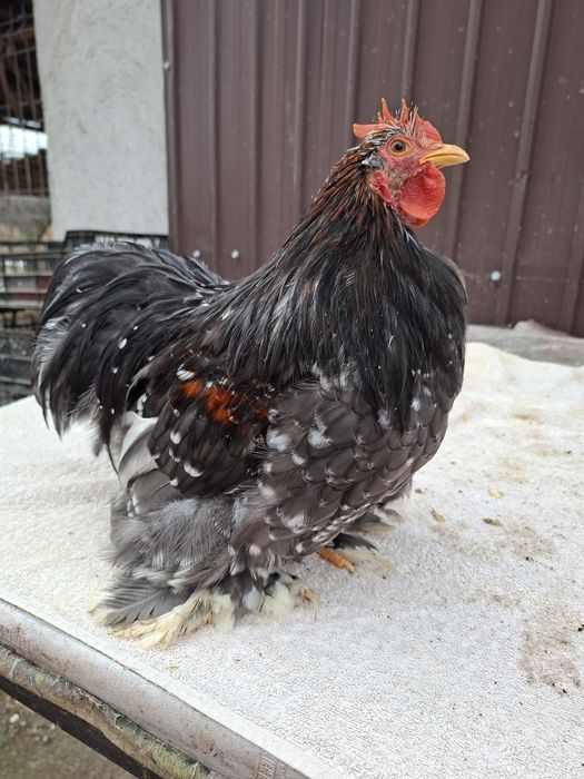 Vând cocoși Cochinchina pitic
