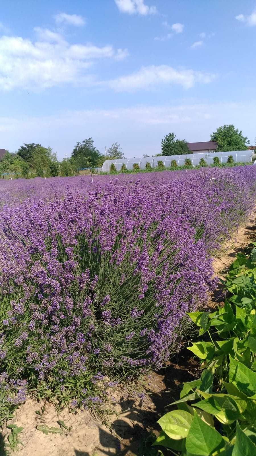 Ulei lavanda puritate 100%