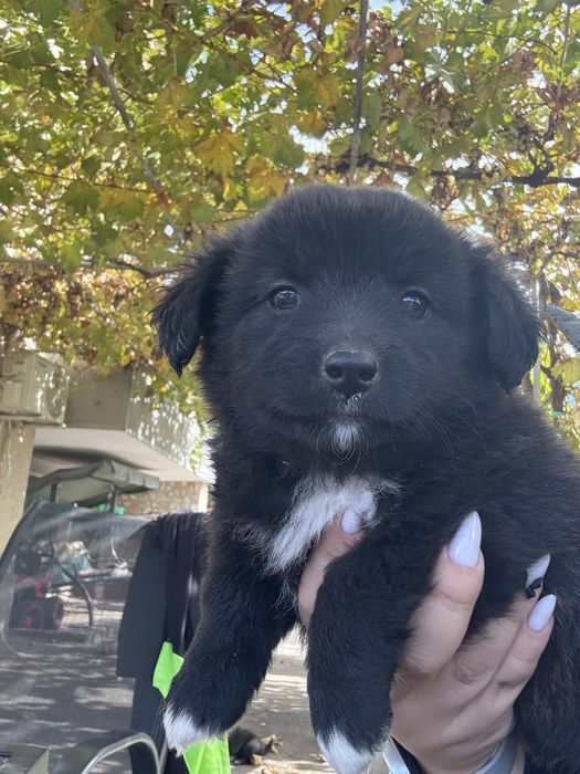 Подаряват се кученца