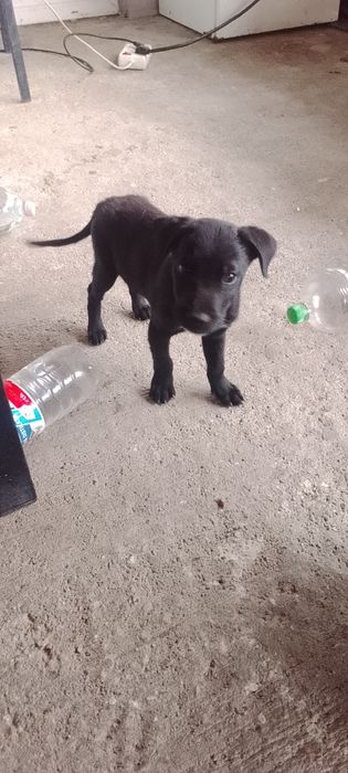 Donez căței talie mica vărsată 3 luni