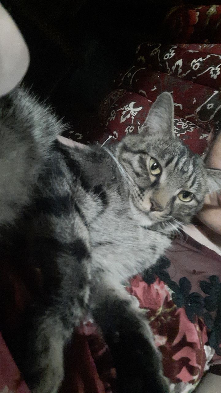 Пропал кот.Домашний.