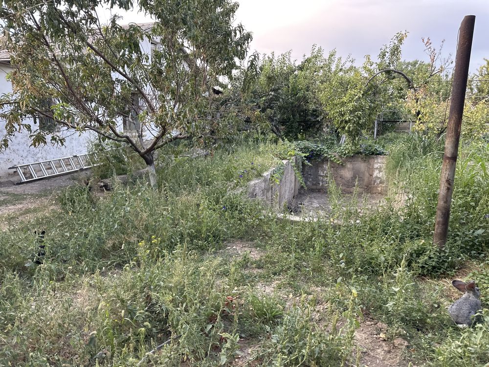 Текинга ут чирчик Азотч
