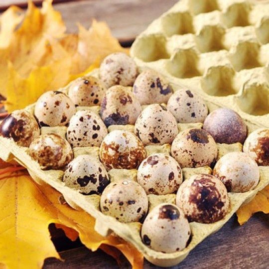 Vând oua  de prepeliță