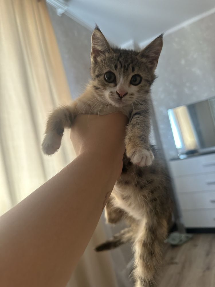 Котенок ищет дом