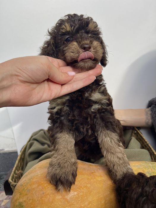 Мини пудели - цвят шоколад