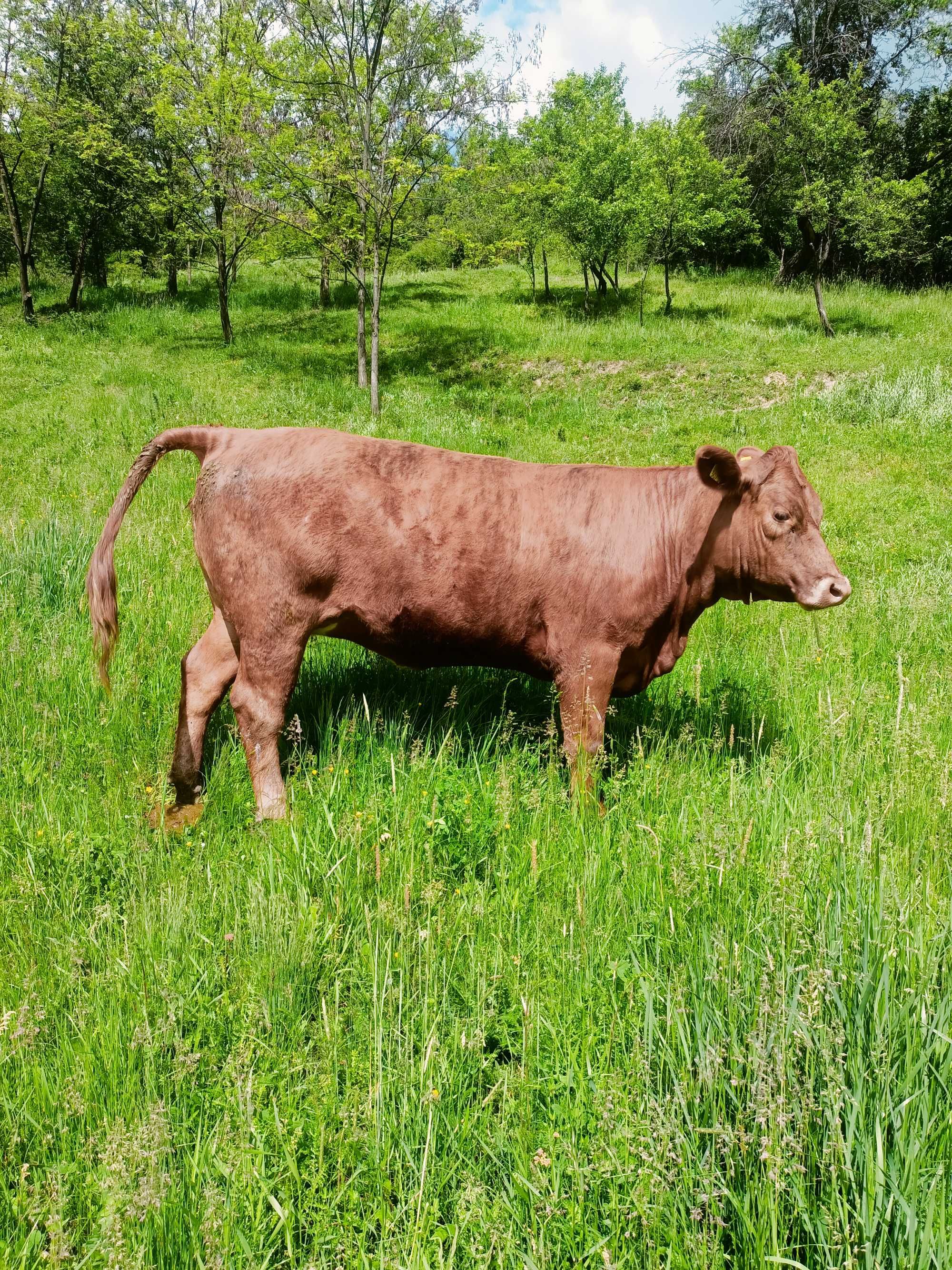De vânzare junincă angus