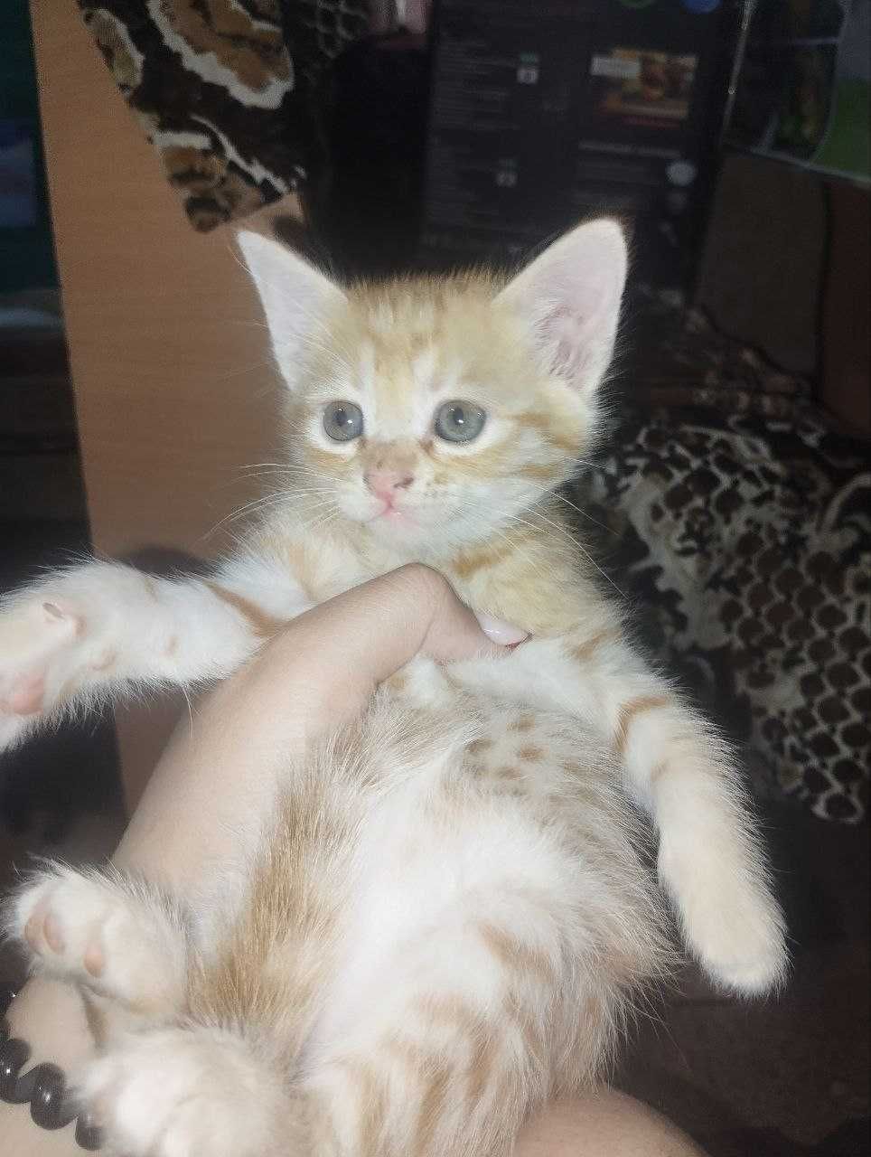 Отдам котят бесплатно