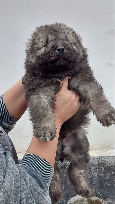 Кавказкая овчарка