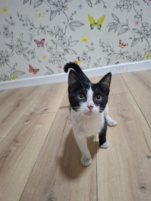 Ищет дом чудесная молодая кошечка!