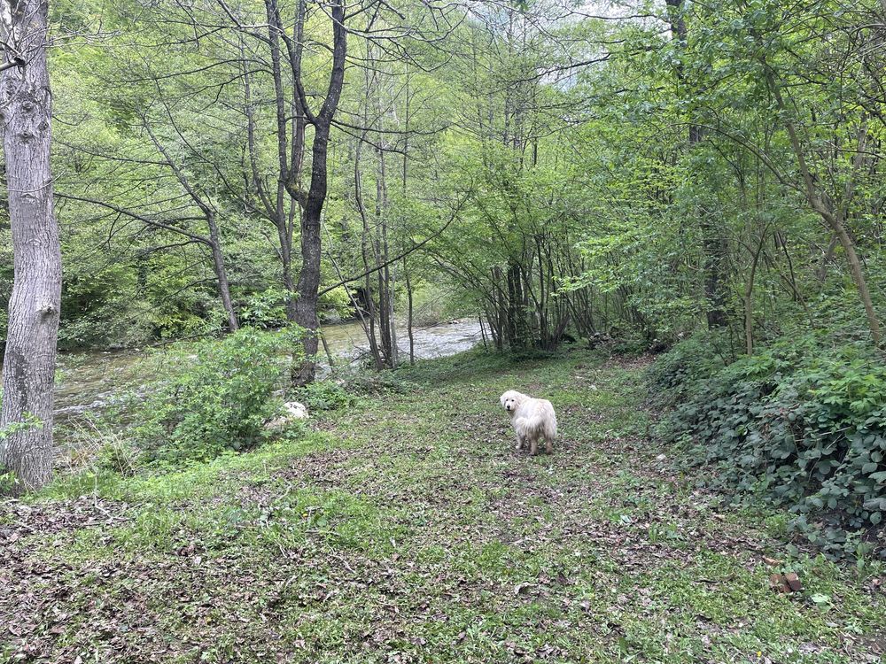 Oportunitate unică ! Proprietate in parc national pe malul Cernei !