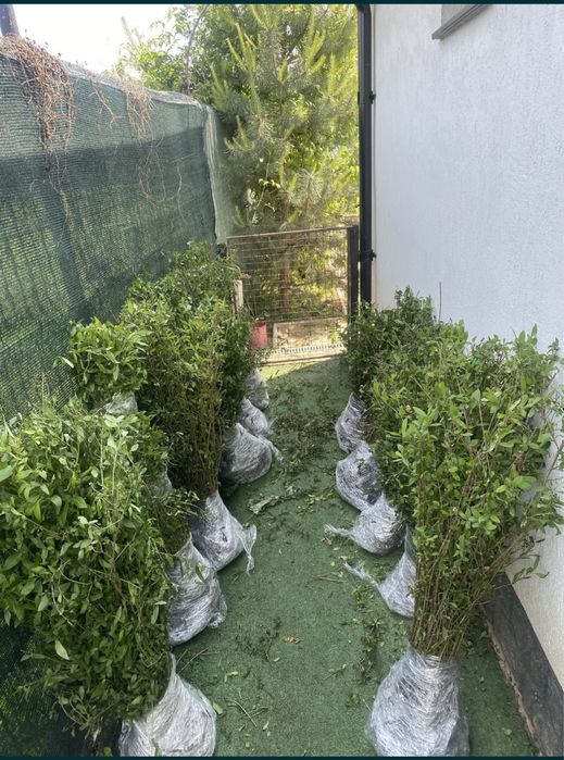 Gard Viu / Lemn Cainesc / Crestere Rapida