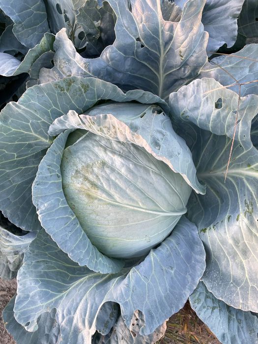 Продавам Зеле на едро