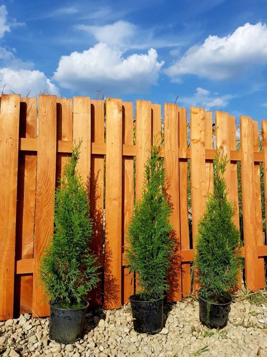 Leylandii / Tuia Smaragd / Laur Englezesc Novita / Photinia Red Robin