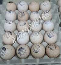 Инкубационное яйцо индейки. Индюк БИГ6/ Хайбрид Конв-р Канада, Франция