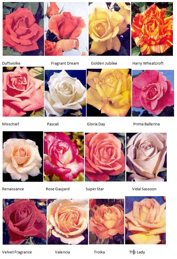 Саженцы розы оптом и розницу Голанский
