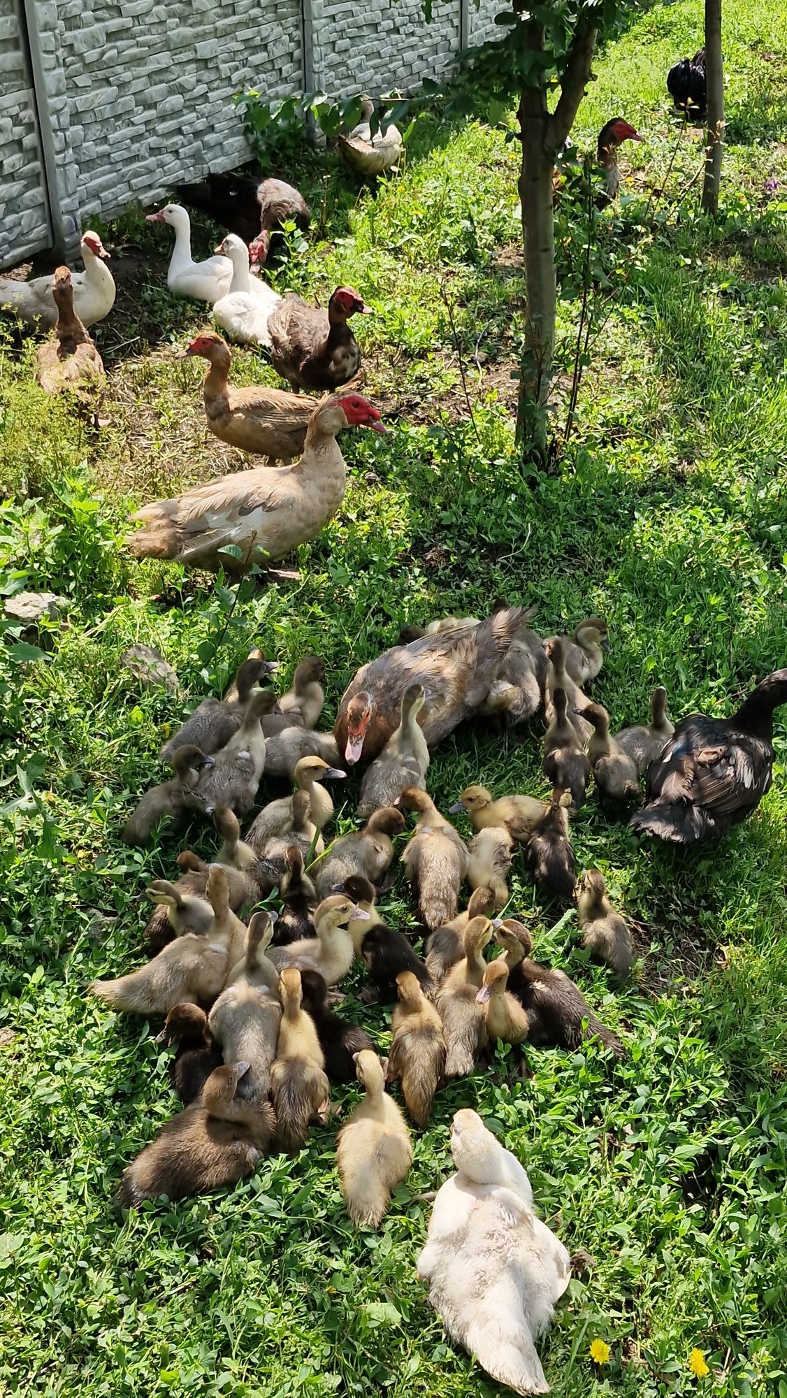 Boboci rață lesească culori diverse