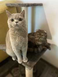 British Straight si Scottish Fold