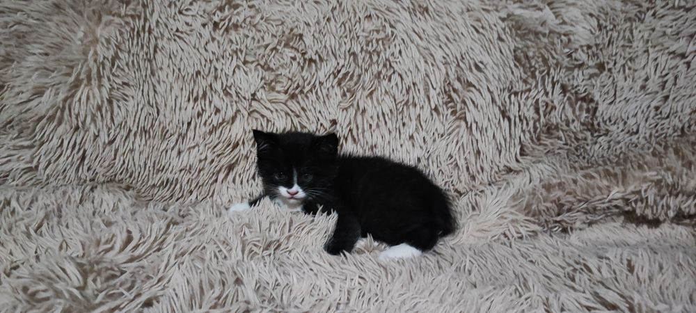 Продается миленький котик