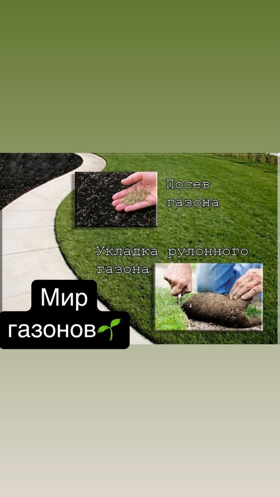 Качественый~зеленый посевной и рулоный газон