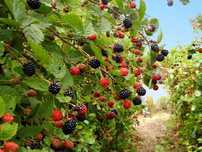 Zmeur, coacaz, mur, afin, agris, aronia si merisor.