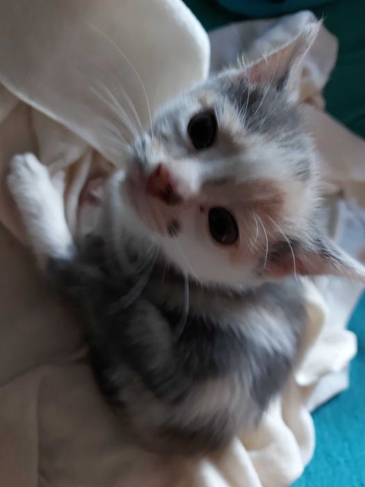 Подарявам котета