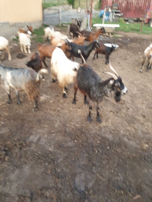 Vând capre si iede