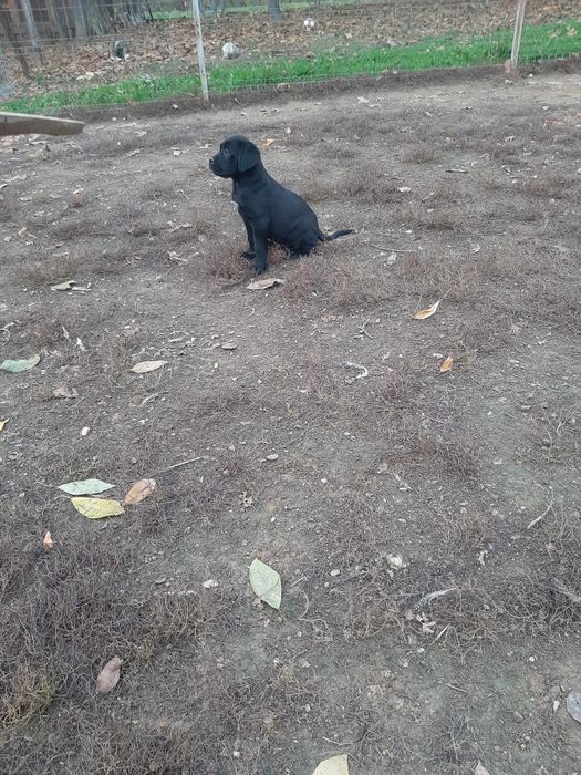 Cane corso negru