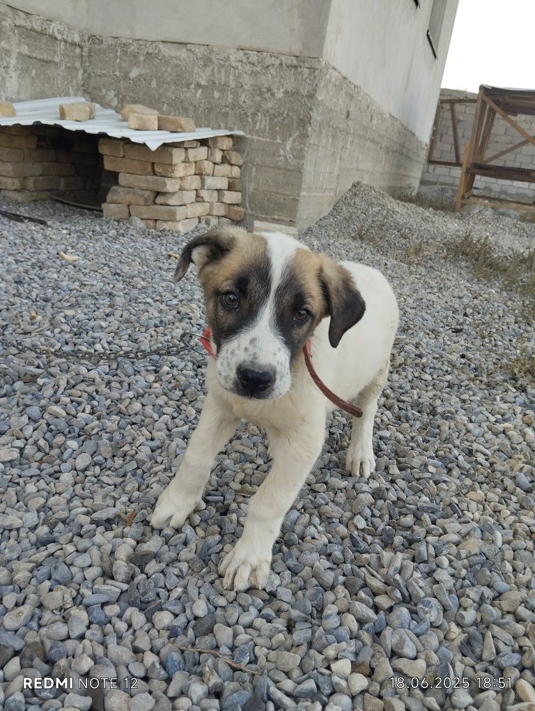 1 айлык Алабай продается