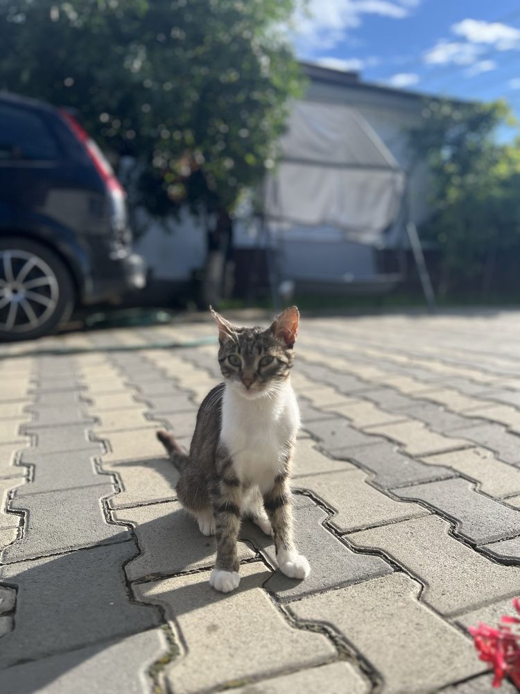 Donez pisică de curte