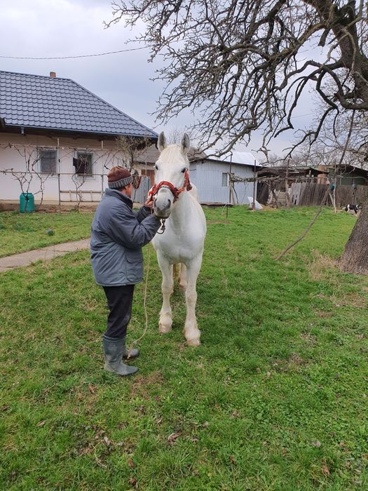 Iapă semigrea 7 ani