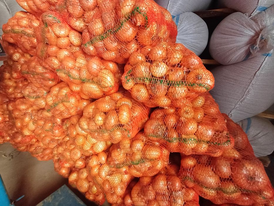 Vând ceapă plata bio