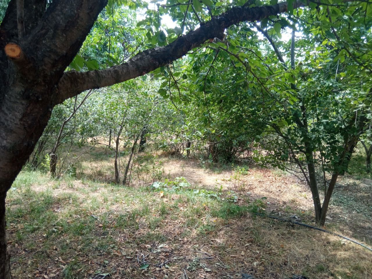 Bustonliq timani Yakatut qishlogida 8 sotik yer sotiladi