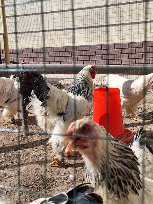 Гигантд бирама тухумлари 15000 сум