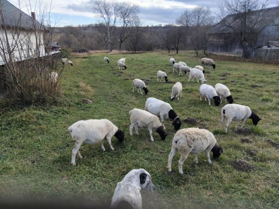 Meluțe doresc de vanzare