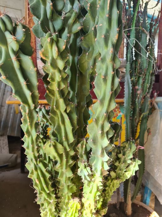 Кактус Цереус перуанский 105 см