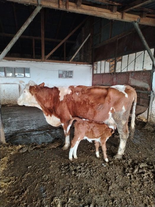 Vând vaca cu vițel