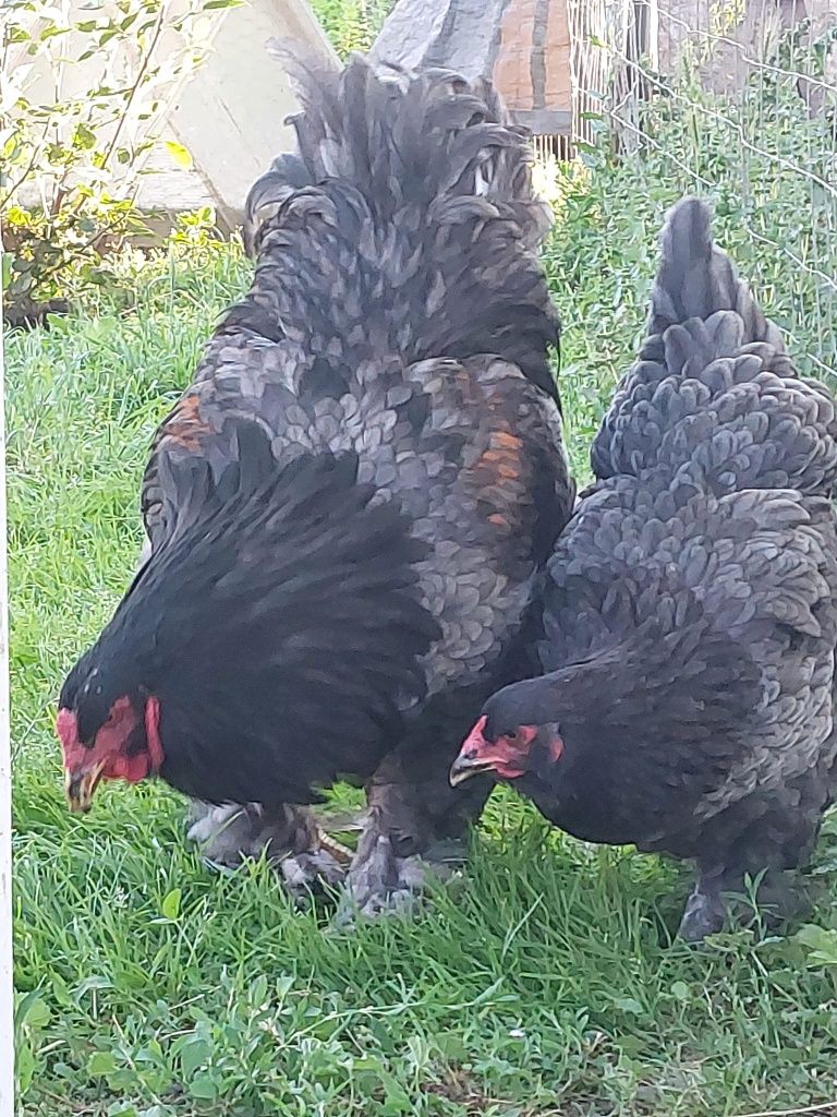 Brahma, FAMILI !